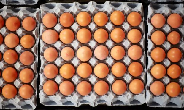 Click to enlarge eggs
