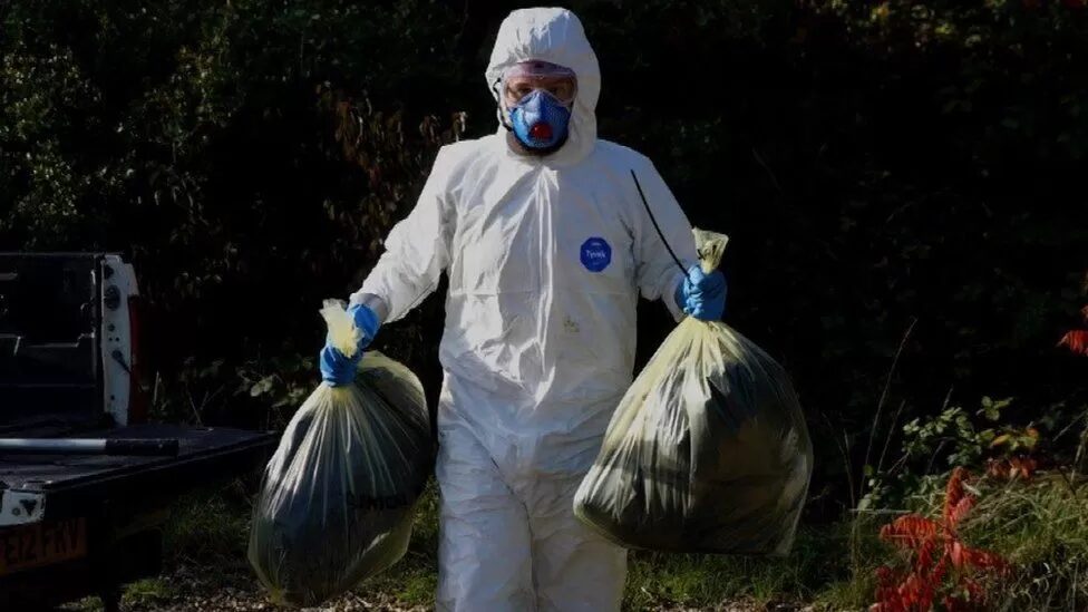 bird flu