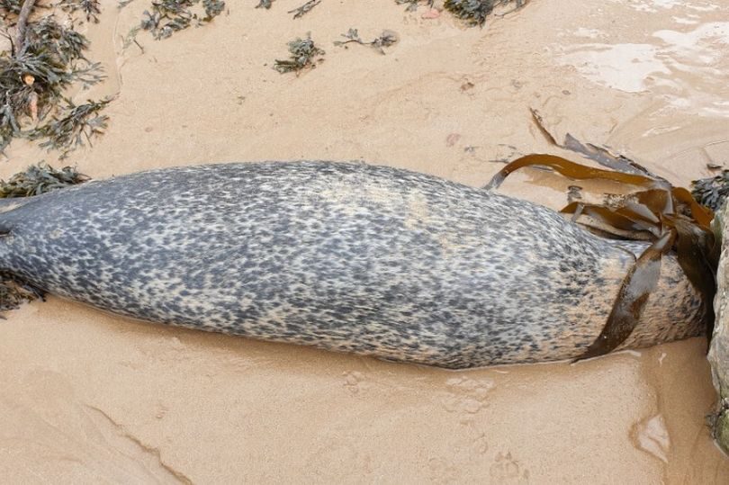 seal