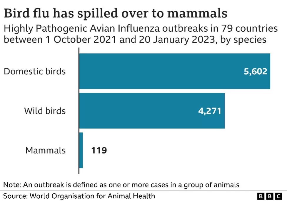 bird flu