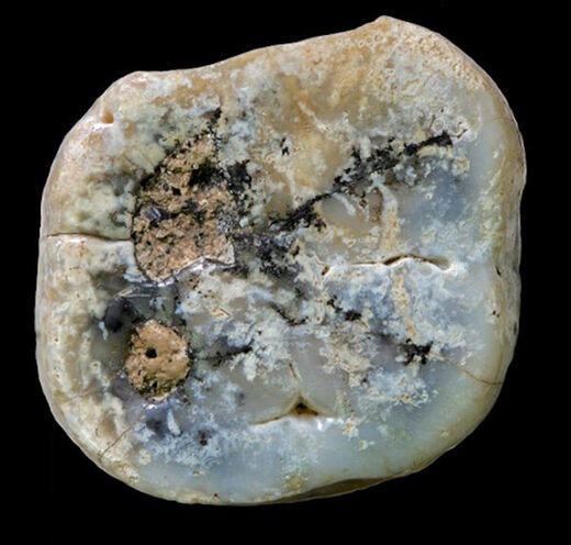 Paranthropus molar tooth ancient hominims tool users kenya