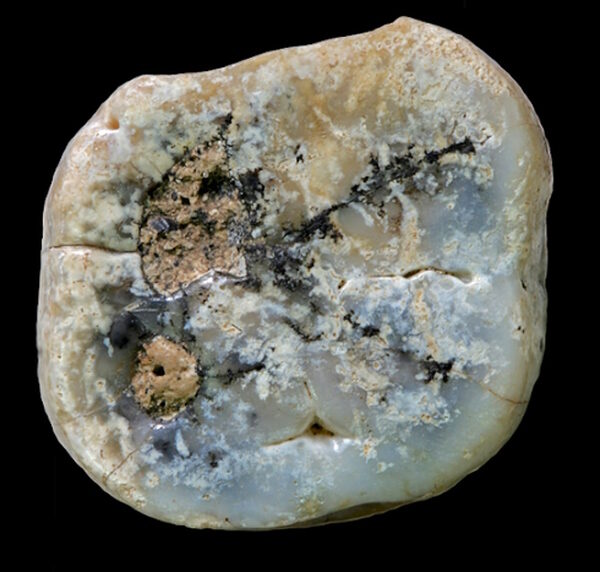 Click to enlarge Paranthropus molar tooth ancient hominims tool users kenya