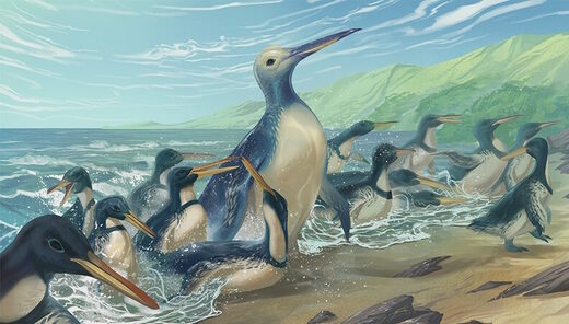 Click to enlarge largest ancient penguin Kumimanu fordycei
