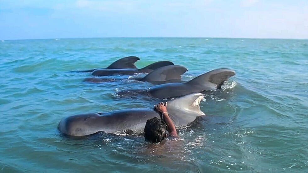A Sri Lankan fisherman tries to push the pilot whales into deeper water off Kudawa