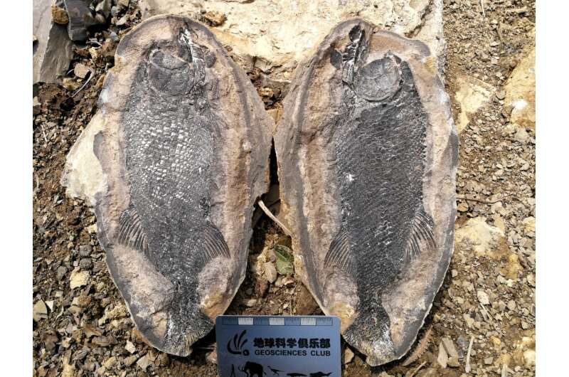 Watsonulus fish fossil