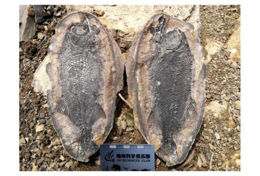 Click to enlarge Watsonulus fish fossil