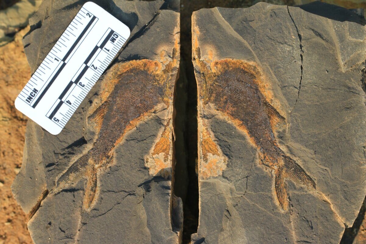 fish fossil