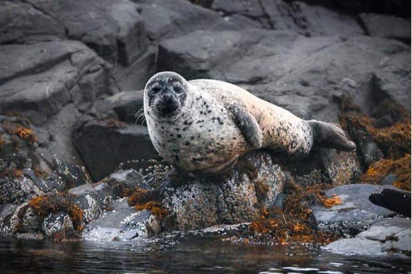 A seal on rocks at Brixham (File photo)