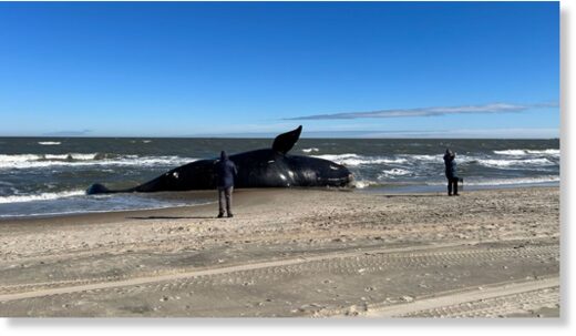 A male North Atlantic right whale washed up at