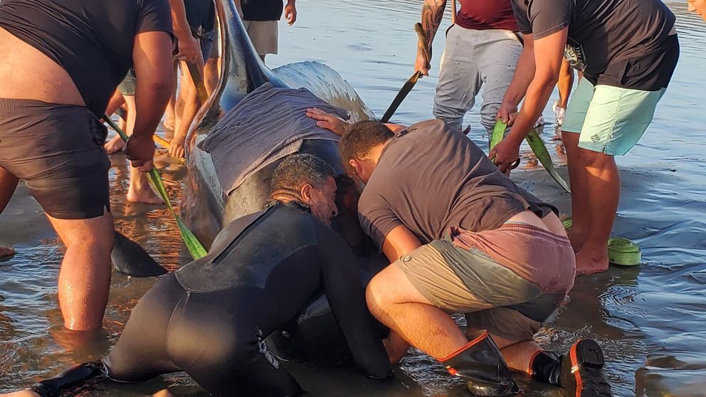 A crowd of Far North locals turned out to help save pilot whales on Ninety Mile Beach.