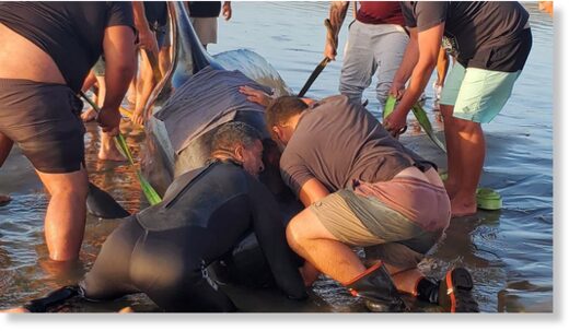 Click to enlarge A crowd of Far North locals turned out to help save pilot whales on Ninety Mile Beach.