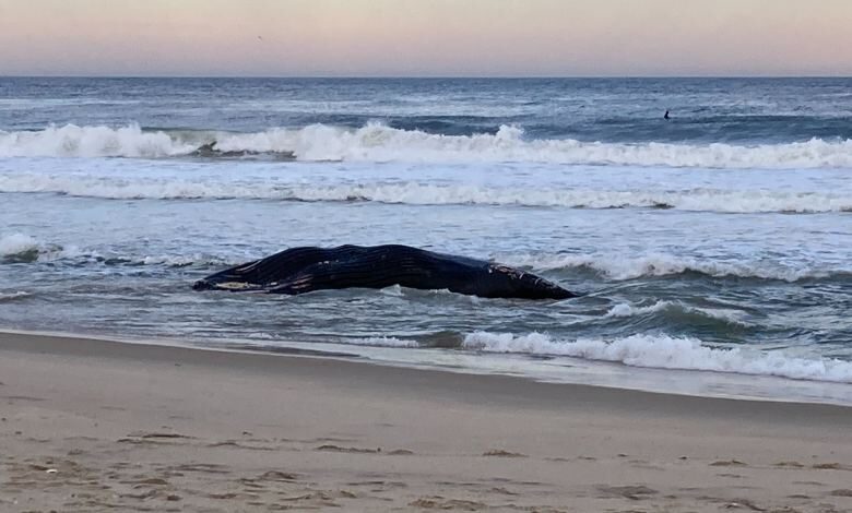 dead whale washed ashore in the area; This time at a Rockaway beach in Queens, New York.