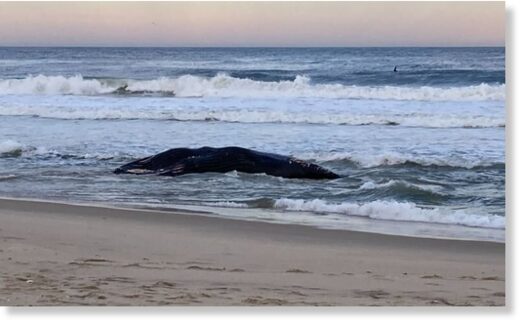 dead whale washed ashore in the area; This time at a Rockaway beach in Queens, New York.