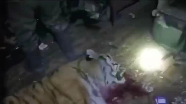 Click to enlarge The 19-year-old was seriously wounded by the tiger (pictured) which was shot dead