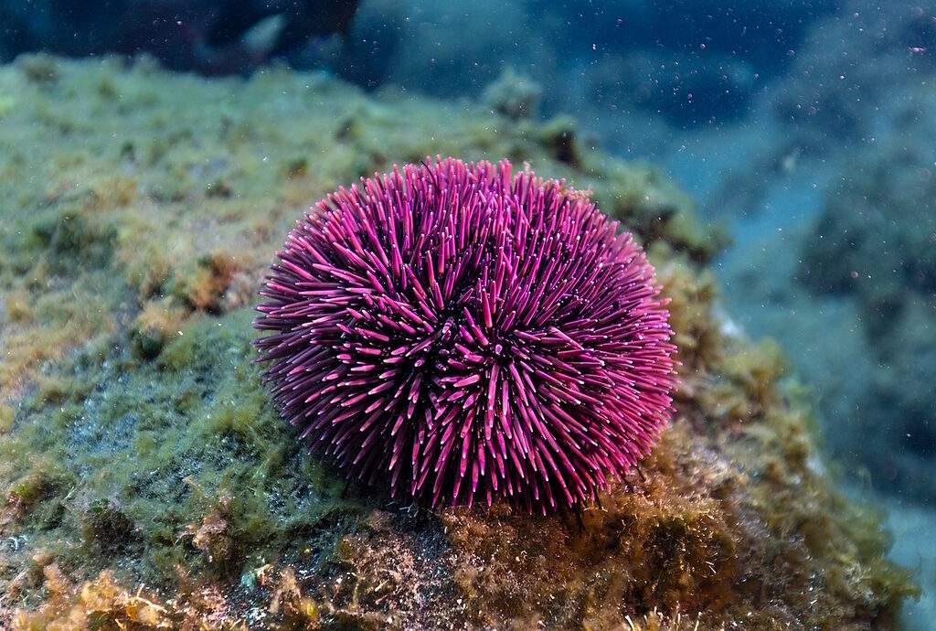 Sphaerechinus granularis violet sea urchin