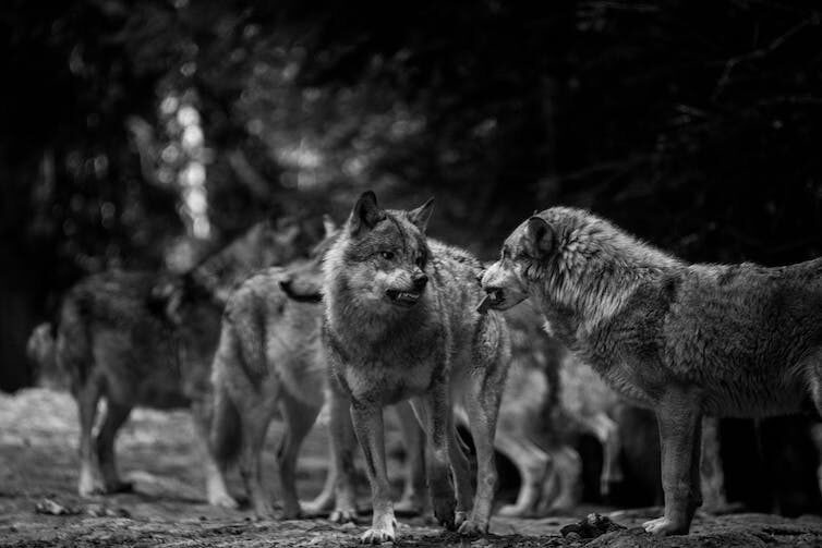 wolves