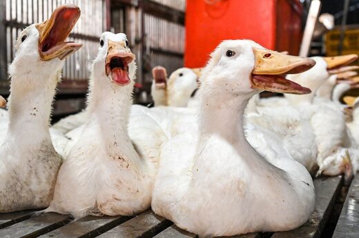 Click to enlarge Ducks