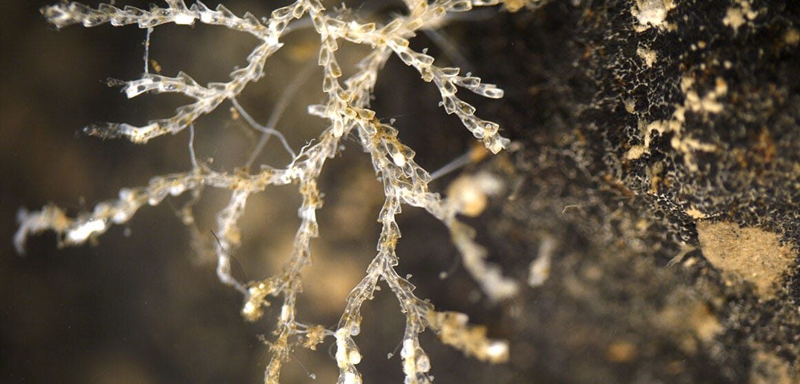 undersea mining Polymetallic nodule with filter-feeding species