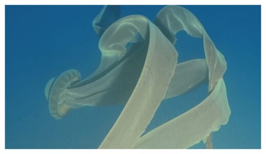 Click to enlarge giant phantom jellyfish