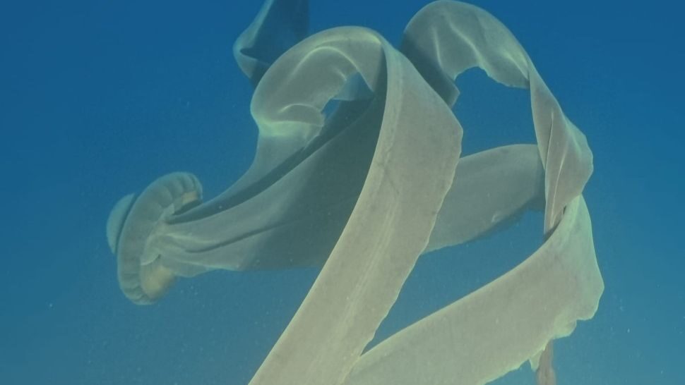 giant phantom jellyfish