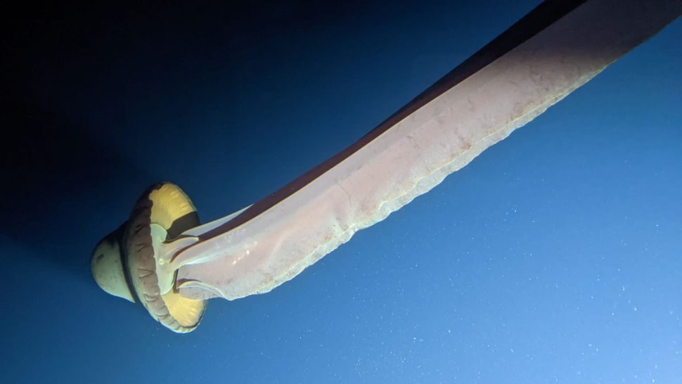 giant phantom jellyfish