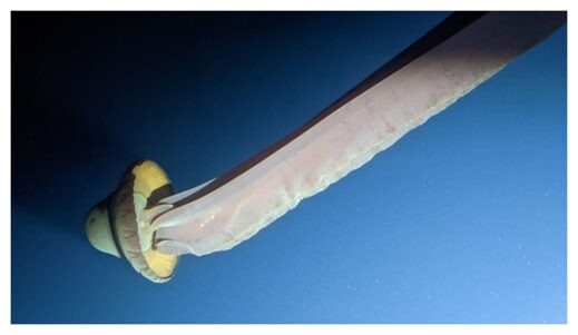 giant phantom jellyfish
