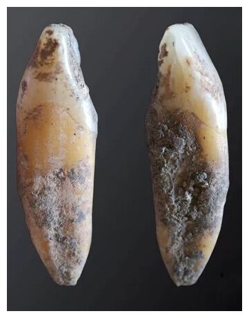 Click to enlarge Human tooth recovered from Cueva de Malalmuerzo.