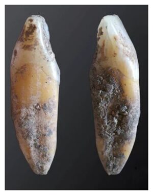 Human tooth recovered from Cueva de Malalmuerzo.
