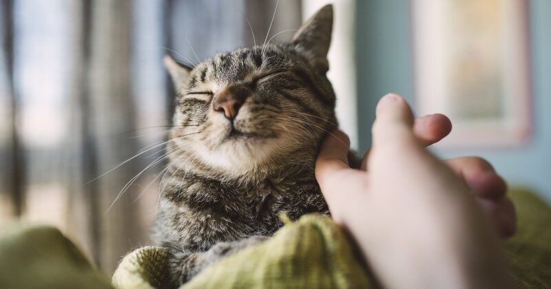 pet cat