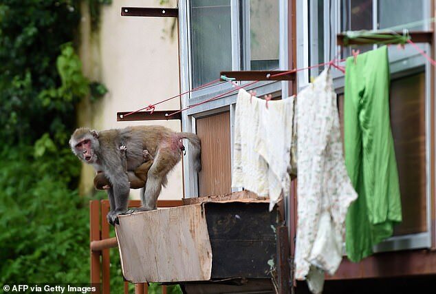 A seventy-year-old woman has died in southern India after being attacked by a pack of rampaging monkeys while on her way to the bathroom (stock image)