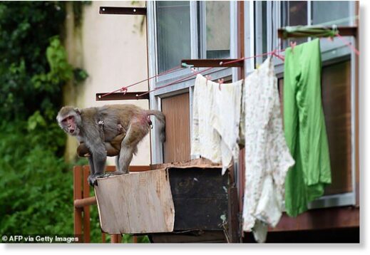 Click to enlarge A seventy-year-old woman has died in southern India after being attacked by a pack of rampaging monkeys while on her way to the bathroom (stock image)