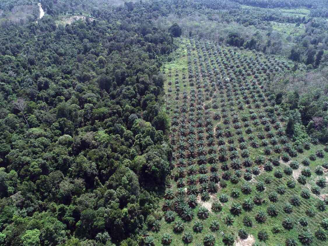 plantation