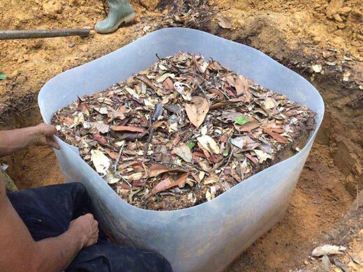 Click to enlarge leaf litter