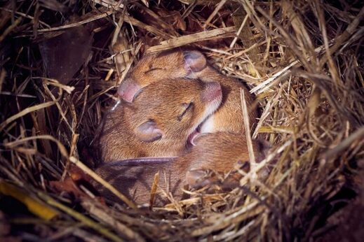 mice born of two males