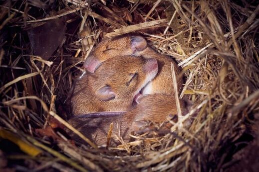 Click to enlarge mice born of two males
