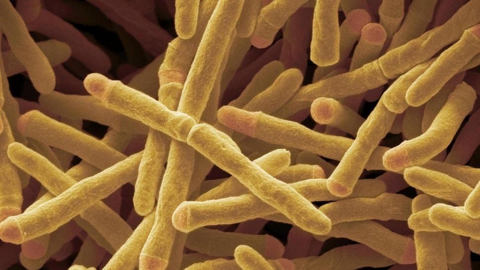 Mycobacterium smegmatis energy hydrogen bacterium