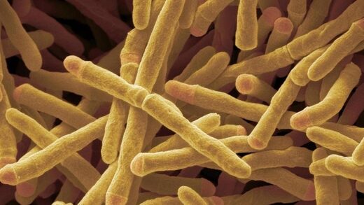Click to enlarge Mycobacterium smegmatis energy hydrogen bacterium