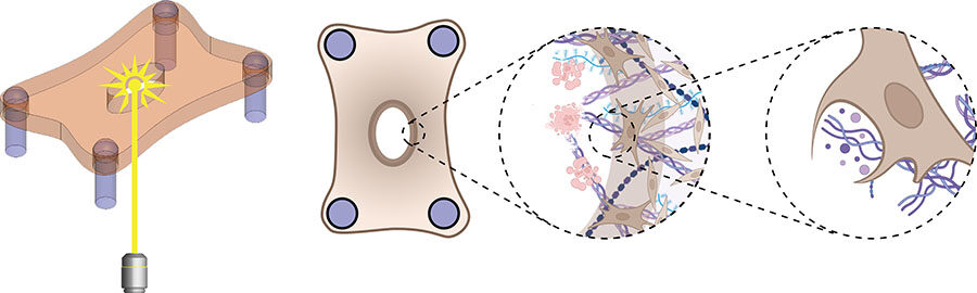 Dermal microtissues