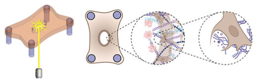 Click to enlarge Dermal microtissues
