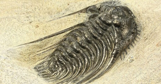 trilobite evolution cambrian explosion