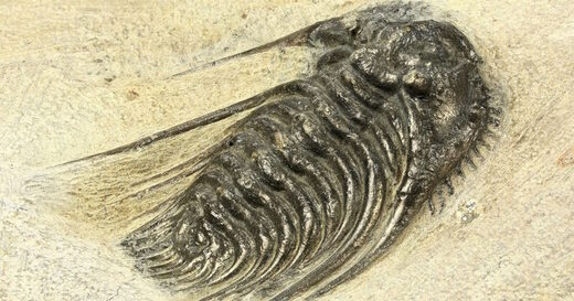 Click to enlarge trilobite evolution cambrian explosion