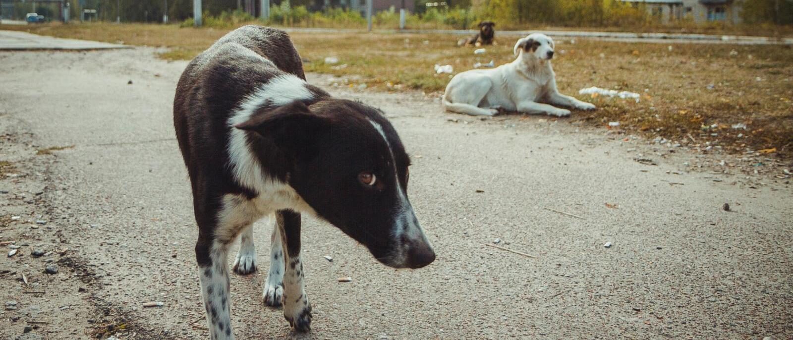 Chornobyl Dogs