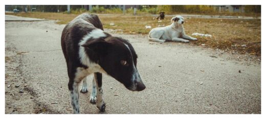 Chornobyl Dogs