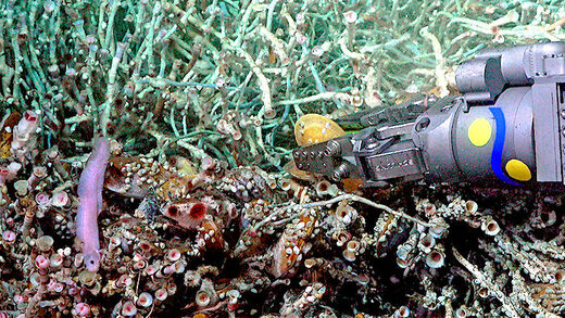 Click to enlarge Pyrolycus jaco