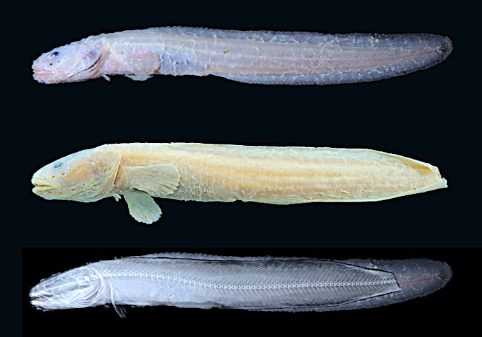 3 fish