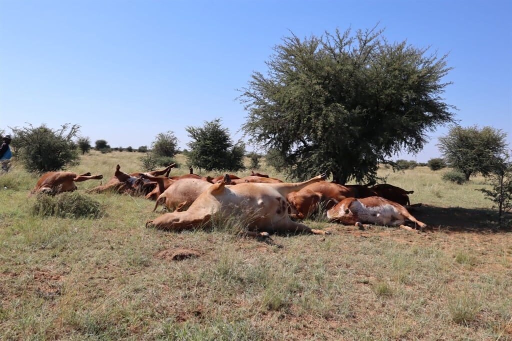 Click to enlarge Twenty-one cows were struck by lightning on a North West farm.