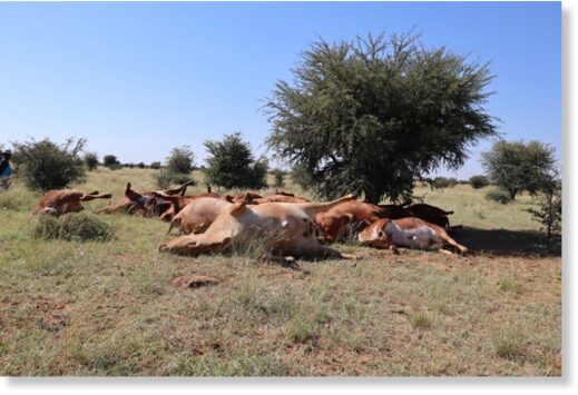 Twenty-one cows were struck by lightning on a North West farm.