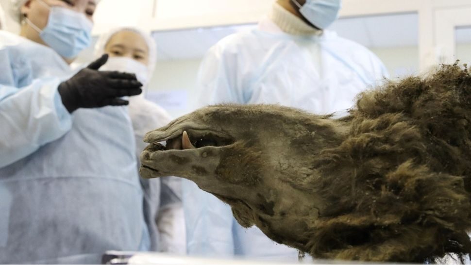 mummified bear