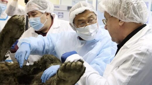 Click to enlarge mummified bear