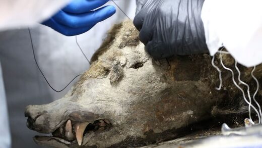 Click to enlarge mummified bear